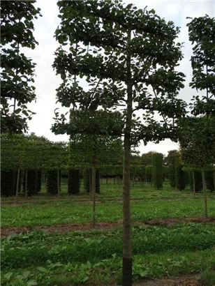 Apfel 'Roter Boskoop' spät - Malus 'Roter Boskoop' CAC - Formgehölze