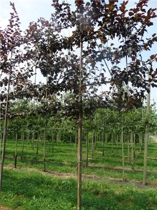 Toringo Apfel Scarlet - Malus toringo Scarletta