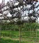 Toringo Apfel Scarlet - Malus toringo Scarletta