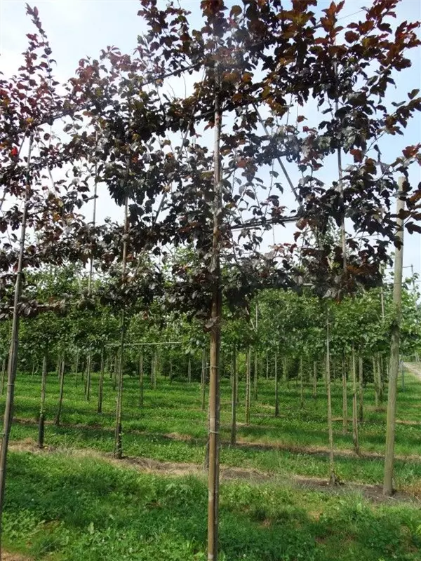 Toringo Apfel Scarlet - Malus toringo Scarletta