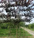 Toringo Apfel Scarlet - Malus toringo Scarletta