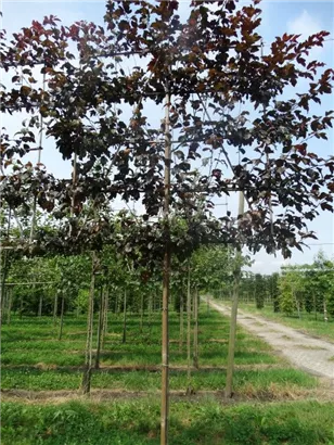 Toringo Apfel Scarlet - Malus toringo Scarletta