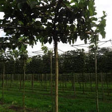 Morus alba 'Fruitless', H mDb Dachform Sth. 225 cm 18- 20