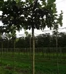 Weißer Maulbeerbaum 'Fruitless' - Morus alba 'Fruitless'