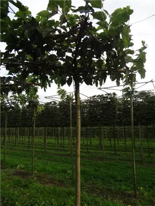 Weißer Maulbeerbaum 'Fruitless' - Morus alba 'Fruitless'