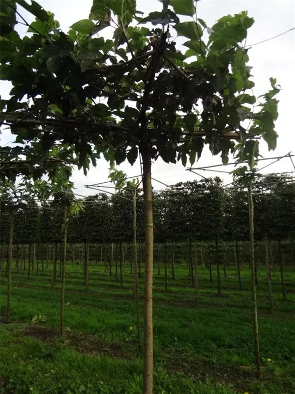 Weißer Maulbeerbaum 'Fruitless' - Morus alba 'Fruitless'