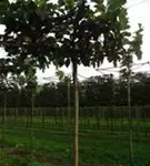 Weißer Maulbeerbaum 'Fruitless' - Morus alba 'Fruitless'
