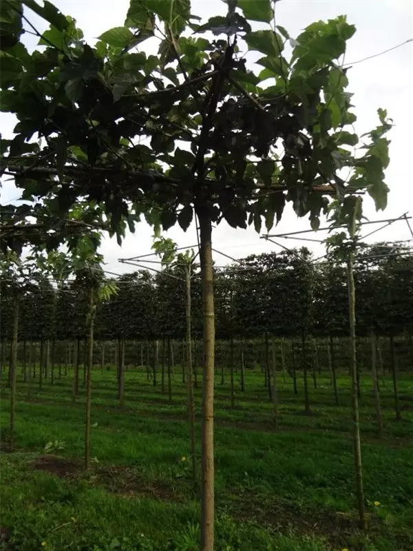Weißer Maulbeerbaum 'Fruitless' - Morus alba 'Fruitless'
