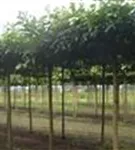 Weißer Maulbeerbaum 'Fruitless' - Morus alba 'Fruitless'