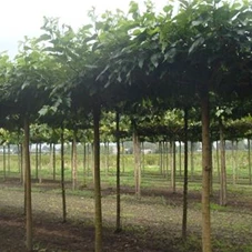 Morus alba 'Fruitless', H mDb Dachform Sth. 240 cm 20- 25
