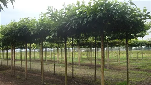 Weißer Maulbeerbaum 'Fruitless' - Morus alba 'Fruitless'