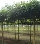 Weißer Maulbeerbaum 'Fruitless' - Morus alba 'Fruitless'