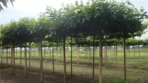 Weißer Maulbeerbaum 'Fruitless' - Morus alba 'Fruitless'