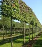 Eisenbaum - Parrotia persica - Formgehölze