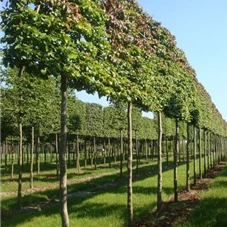 Parrotia persica - Formgehölze, H mDb Spalier 160x160 cm Sth. 210 cm 18- 20
