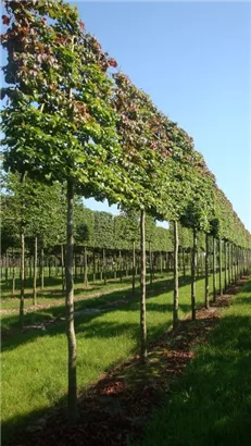 Eisenbaum - Parrotia persica - Formgehölze