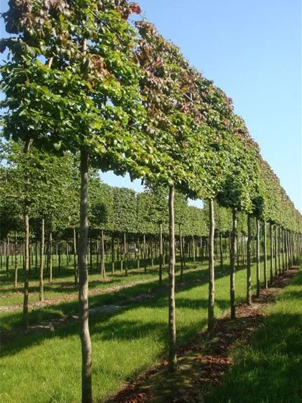 Eisenbaum - Parrotia persica - Formgehölze