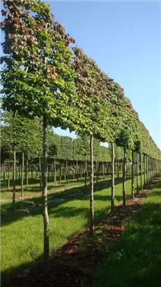 Eisenbaum - Parrotia persica - Formgehölze