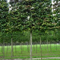 Parrotia persica - Formgehölze, H mDb Spalier 160x160 cm Sth. 210 cm 20- 25