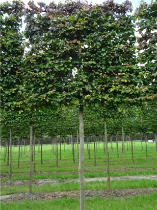 Eisenbaum - Parrotia persica - Formgehölze