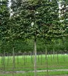 Eisenbaum - Parrotia persica - Formgehölze