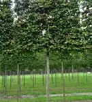 Eisenbaum - Parrotia persica - Formgehölze