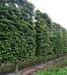 Eisenbaum - Parrotia persica - Formgehölze