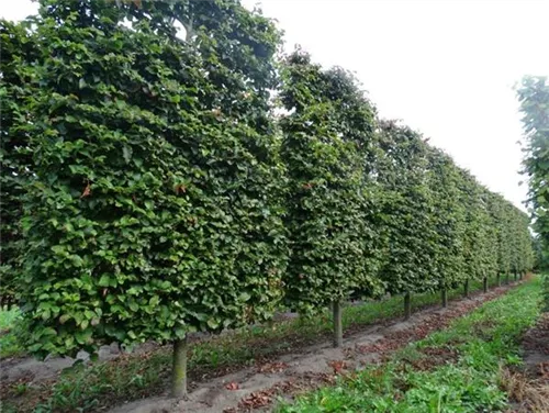 Eisenbaum - Parrotia persica - Formgehölze