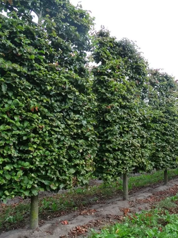 Eisenbaum - Parrotia persica - Formgehölze