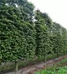 Eisenbaum - Parrotia persica - Formgehölze