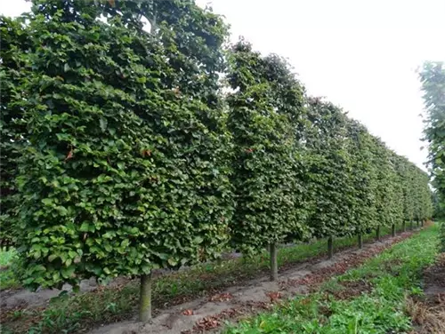 Eisenbaum - Parrotia persica - Formgehölze