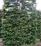 Eisenbaum - Parrotia persica - Formgehölze