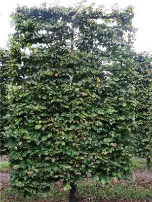 Eisenbaum - Parrotia persica - Formgehölze