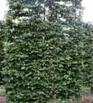 Eisenbaum - Parrotia persica - Formgehölze