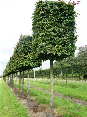 Eisenbaum - Parrotia persica - Formgehölze Eisenbaum - Parrotia persica - Formgehölze