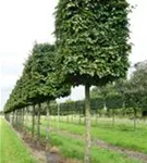 Eisenbaum - Parrotia persica - Formgehölze