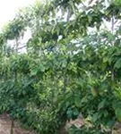 Pflaume 'Opal' früh - Prunus dom.'Opal' CAC - Formgehölze