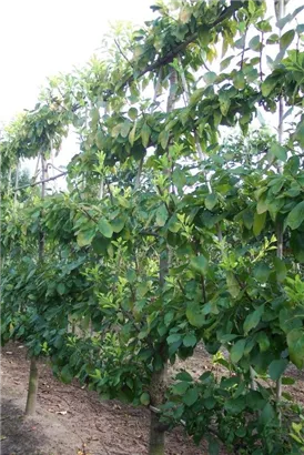 Pflaume 'Opal' früh - Prunus dom.'Opal' CAC - Formgehölze