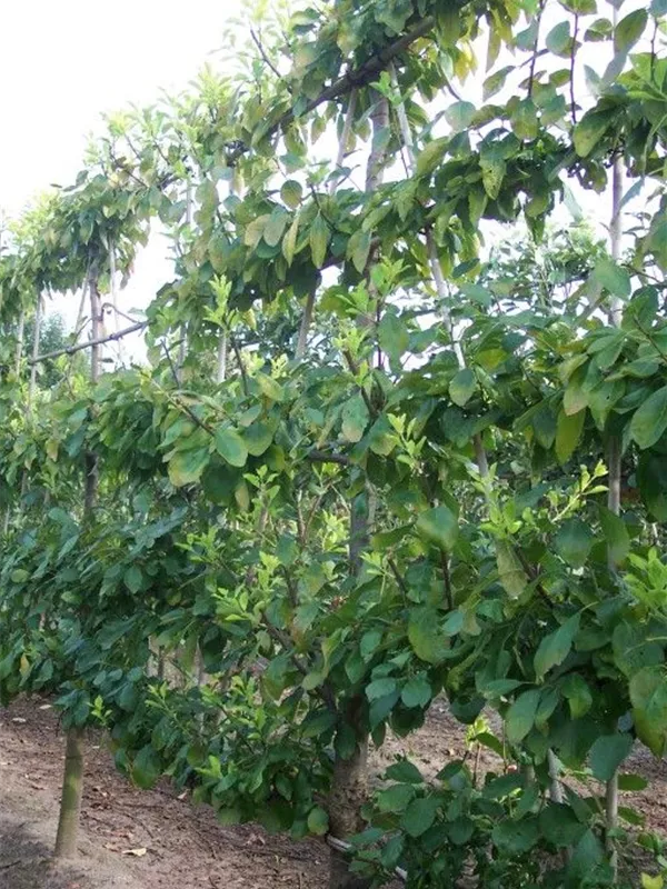 Pflaume 'Opal' früh - Prunus dom.'Opal' CAC - Formgehölze