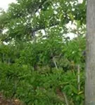 Pflaume 'Opal' früh - Prunus dom.'Opal' CAC - Formgehölze