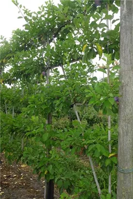 Pflaume 'Opal' früh - Prunus dom.'Opal' CAC - Formgehölze