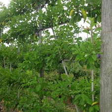 Prunus dom.'Opal' CAC - Formgehölze, mDb Spalier 160x160 cm Sth. 50 cm 16- 18