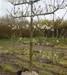 Pflaume 'Opal' früh - Prunus dom.'Opal' CAC - Formgehölze