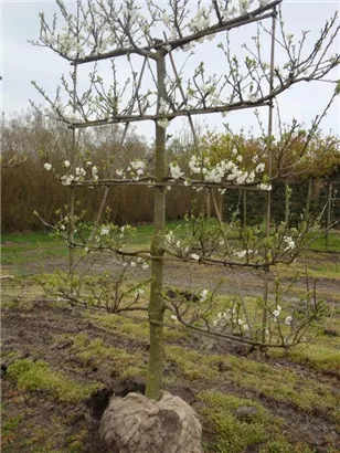 Pflaume 'Opal' früh - Prunus dom.'Opal' CAC - Formgehölze