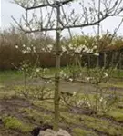 Pflaume 'Opal' früh - Prunus dom.'Opal' CAC - Formgehölze