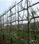 Renekolde 'Reine Claude Verte' - Prunus dom.'Reine Claude Verte' CAC - Formgehölze