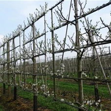 Prunus dom.'Reine Claude Verte' CAC - Formgehölze, mDb Spalier 160x160 cm Sth. 50 cm 16- 18