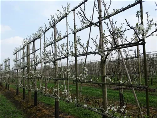 Renekolde 'Reine Claude Verte' - Prunus dom.'Reine Claude Verte' CAC - Formgehölze