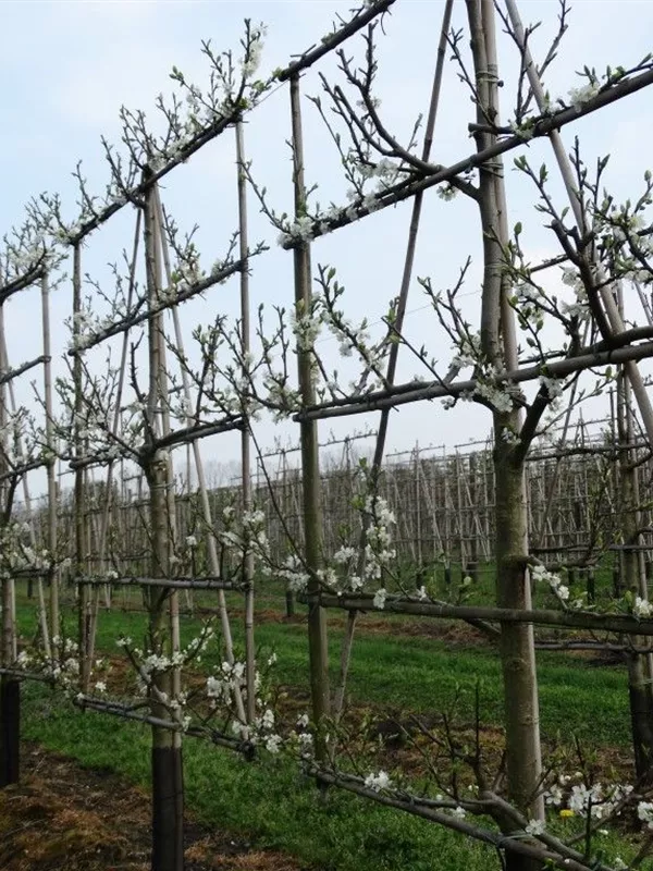 Renekolde 'Reine Claude Verte' - Prunus dom.'Reine Claude Verte' CAC - Formgehölze