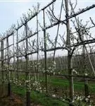 Renekolde 'Reine Claude Verte' - Prunus dom.'Reine Claude Verte' CAC - Formgehölze